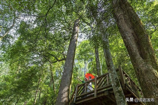 龙岩周末去哪儿 | 秋意浓！带上家人一起登高、远眺~