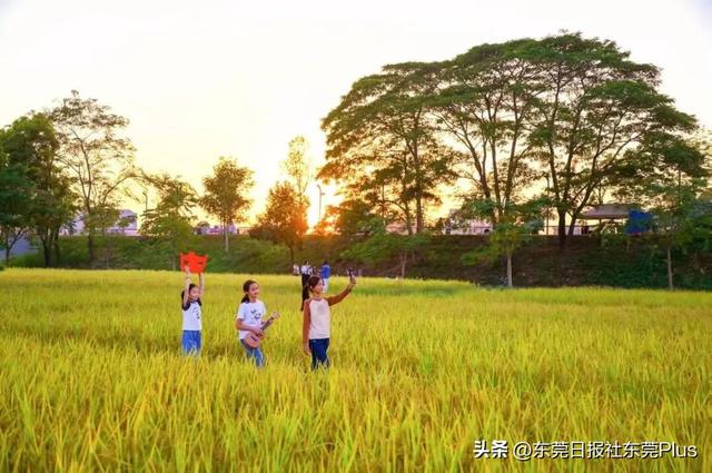 上班暂停，来东莞看稻田吧！