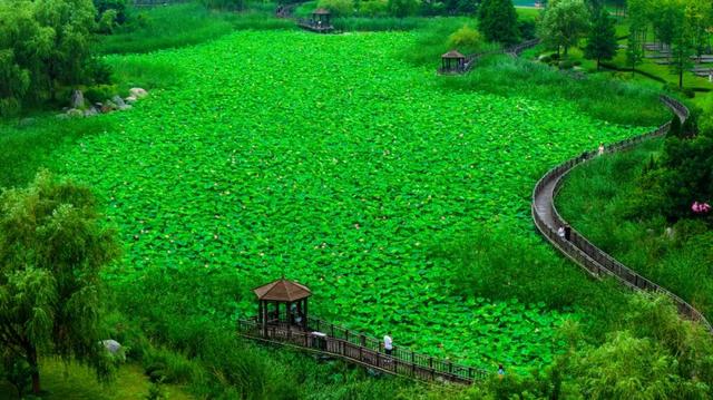 羊亭河公园荷花开了