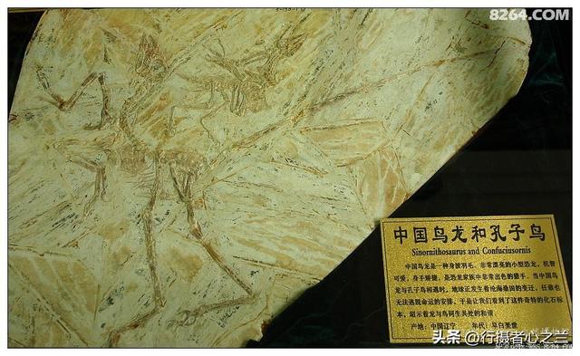 山东行游影记（36）—平邑天宇自然博物馆（十一）