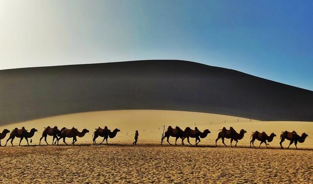 天山驼铃响千年丝路风华汇凉州