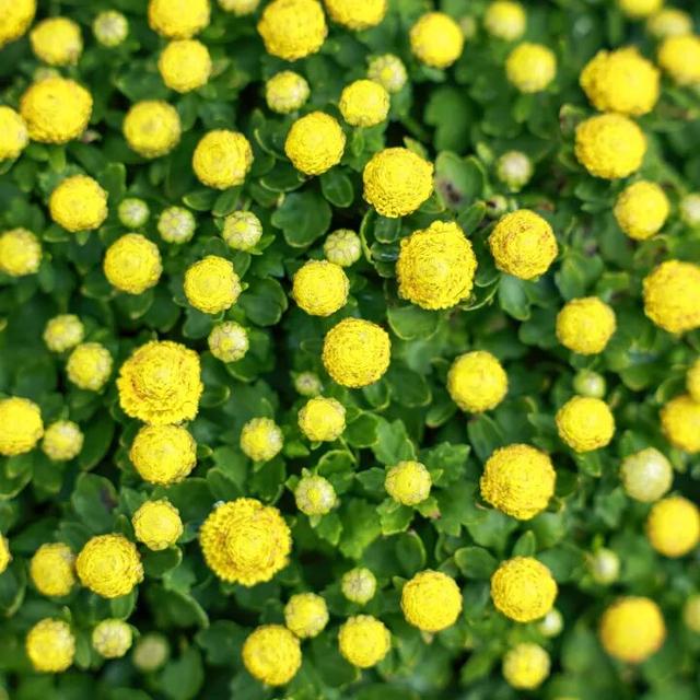 230种“秋韵”上线！拱墅这片花海藏不住了