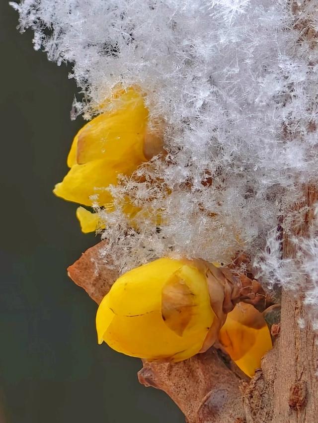 北京迎2026年第一场雪，踏雪寻梅年味渐浓