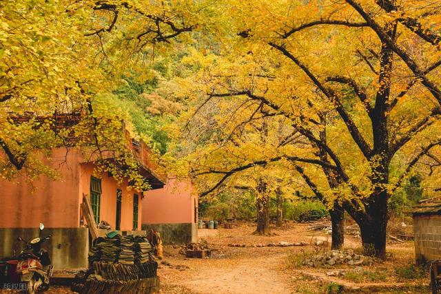 11月，去赏银杏吧！8个高颜值赏秋地，速来拍美照，挑一个就出发