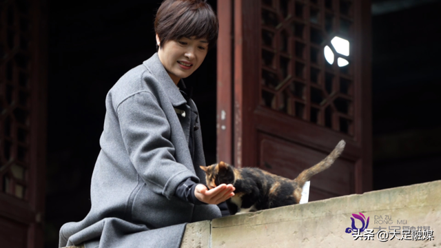 大足石刻南山景区4只萌猫成“团宠” 憨态可掬等您赐名