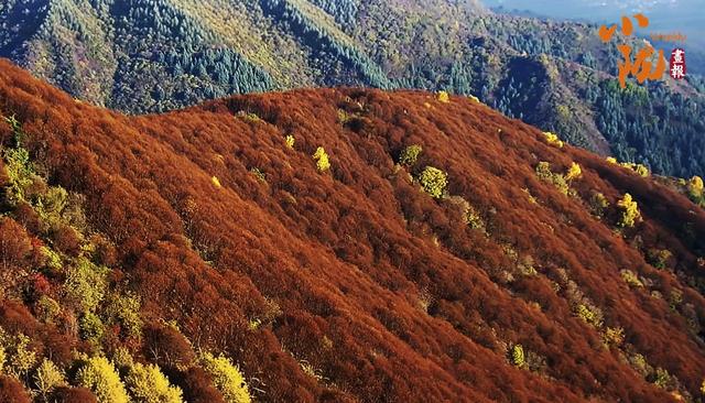 【小陇画报·434期】太子山：深秋画卷与初雪的浪漫邂逅