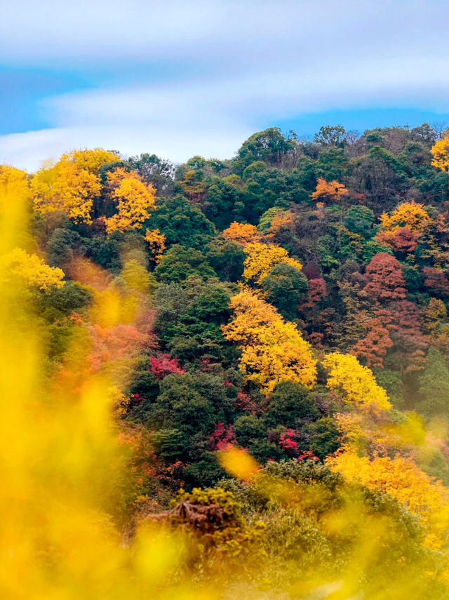 金佛山秋色的含金量，被低估了！🍂