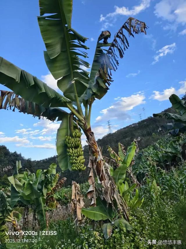 “坐着轮椅看世界”系列之：探访哈尼族山寨 ▏作者史济荣