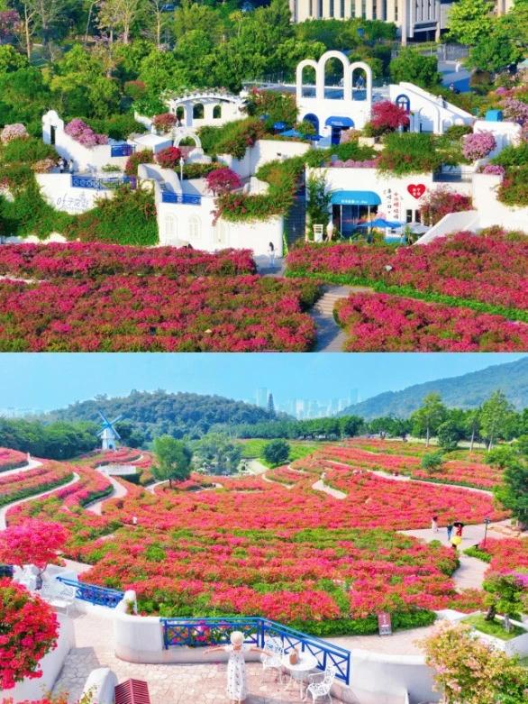 广西的冬天像是倒放的春天!三角梅天桥“火出圈”,还有一场叶子花盛宴来了……