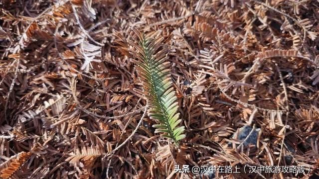 汉中洋西路自驾邂逅冬日限定美景！