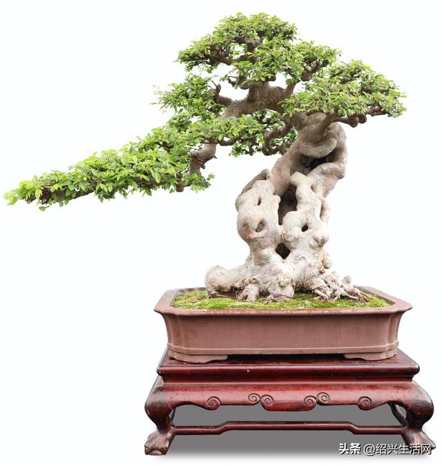2025绍兴盆景艺术展10月亮相嵊州！邀您共赴一场视觉盛宴