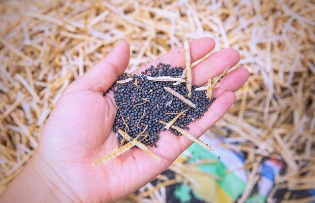 卡尼抵达北京，中方高规格接待	，不到24小时，特朗普对加拿大出手