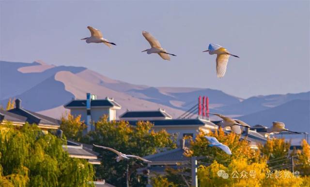 金秋时节：敦煌党河风情线上白鹭翩跹