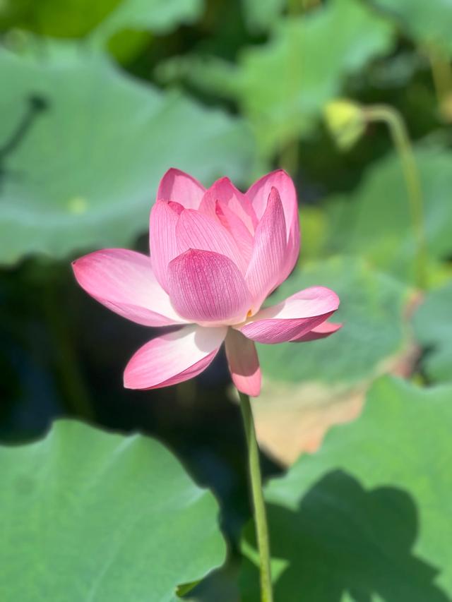 夏日西湖，8月9日。