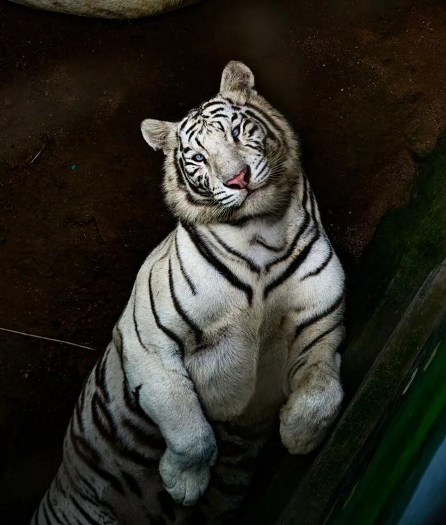 乘高铁看天鹅，还有限时景区优惠！