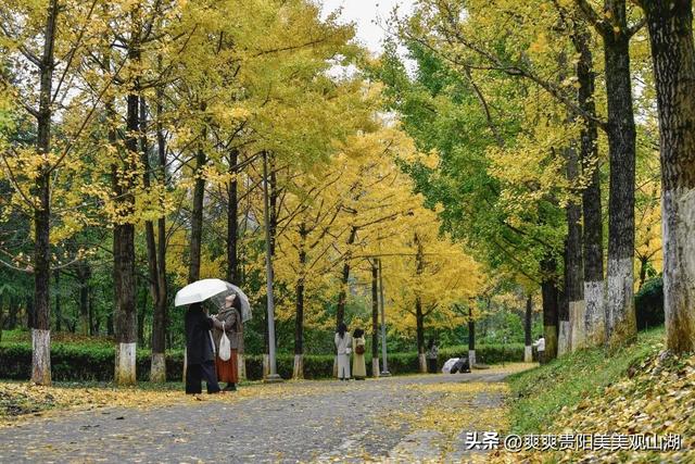 观山湖藏着一封金色情书，落款是银杏与梧桐（附最全攻略）