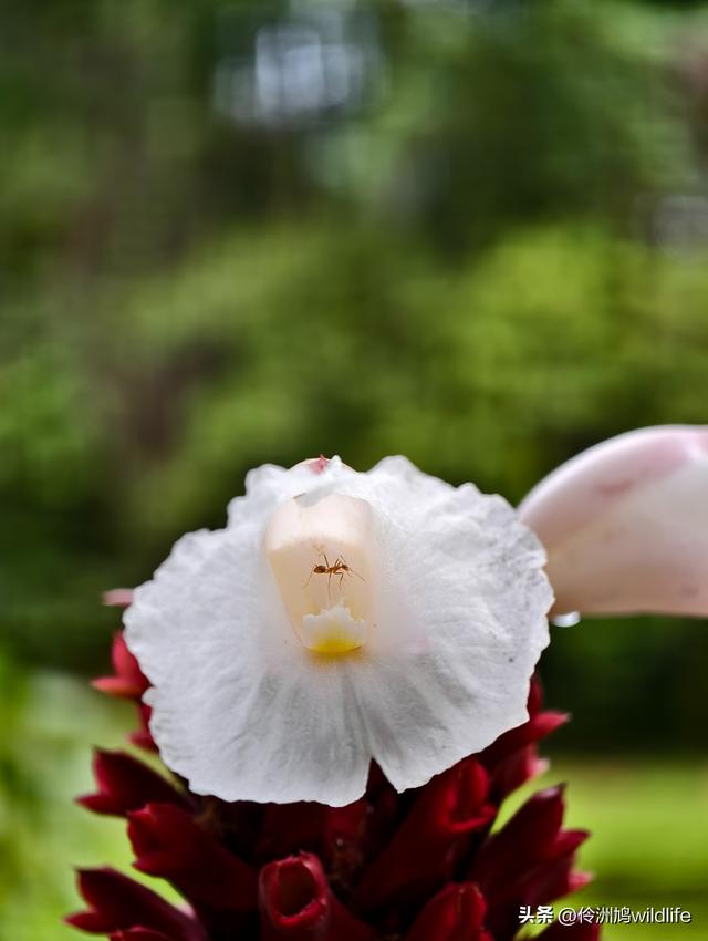 马来西亚(30)砂拉越州④姆鲁山徒步线路