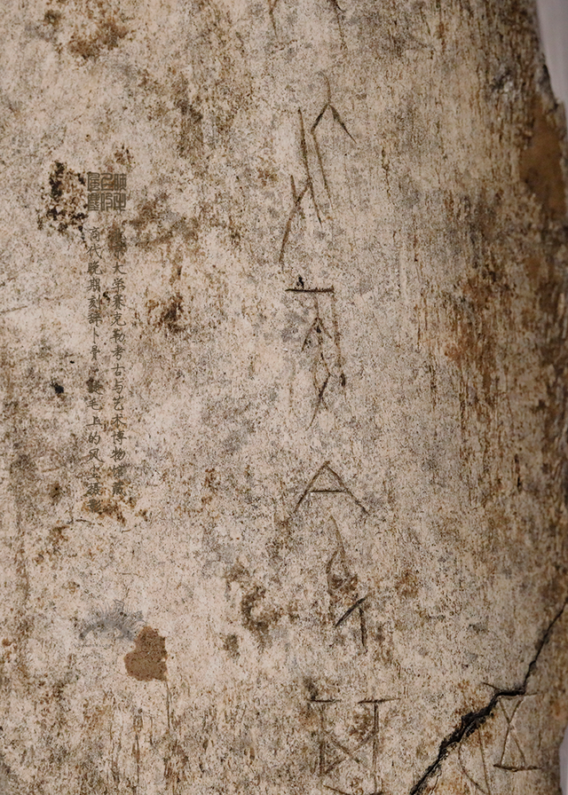 北京大学馆藏探秘：商代晚期刻辞卜骨，解锁千年占卜密码