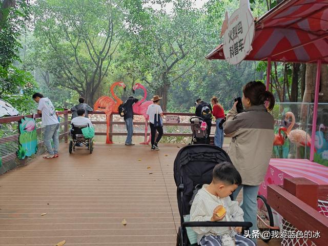 参观广州长隆野生动物园，全程感觉眼累手累腿不累