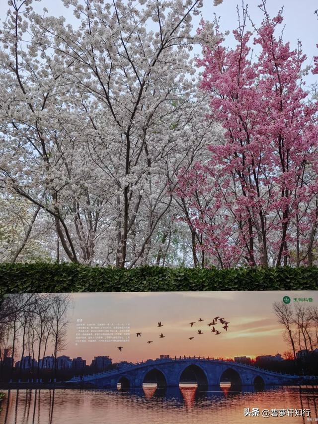北京玉渊潭,赏樱正当时