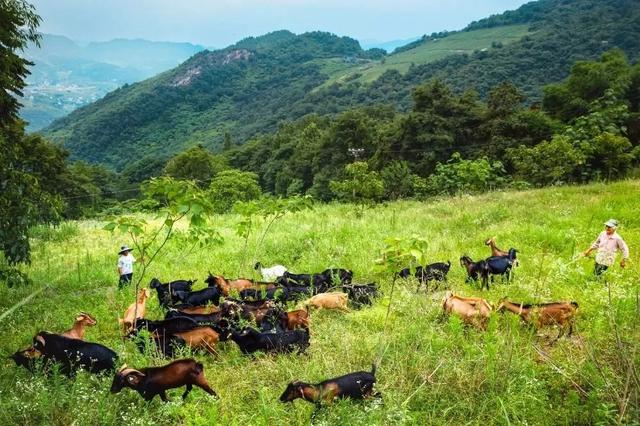 地名里的重庆 | 綦江安稳镇:古寨驿传,羊肉飘香