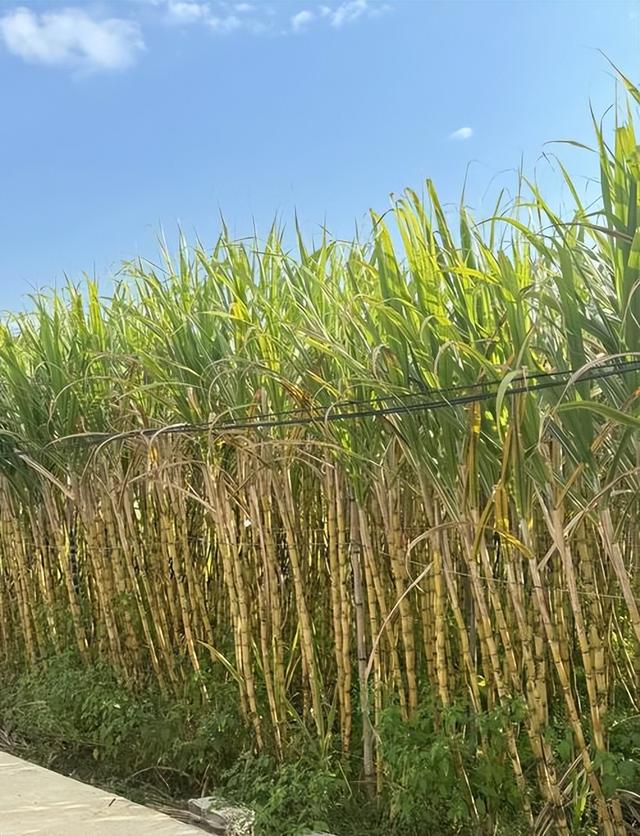 广西杀害2女性李某被抓！潜逃5日被老太在山洞发现	，杀人动机曝光