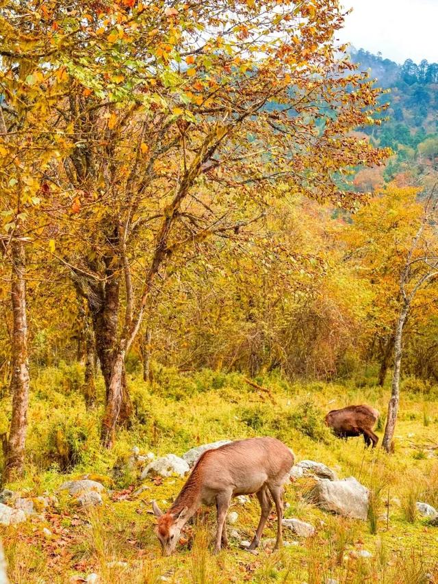 喇叭河五彩斑斓的秋天，就这样闯闯闯入视野！
