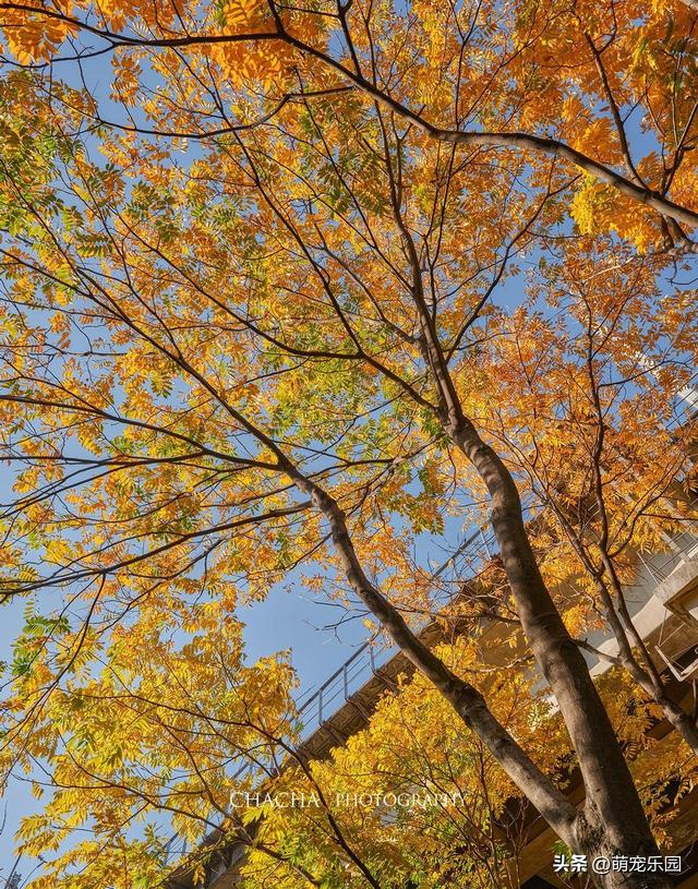 秋风一吹武汉就美成诗，戴家湖公园如水墨画，我脚步慢心也静了