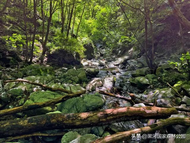 西安40℃+?别硬扛了!赶紧往黑河“跑”!