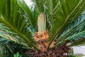 如何让铁树多长侧芽图片