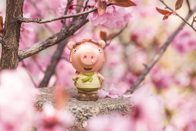 警惕！属猪人今年最大的“坎”，可能不是事，而是人