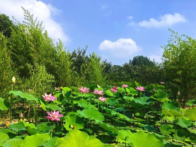 【寻美平度】盛夏的云山，甚 “荷” 我意