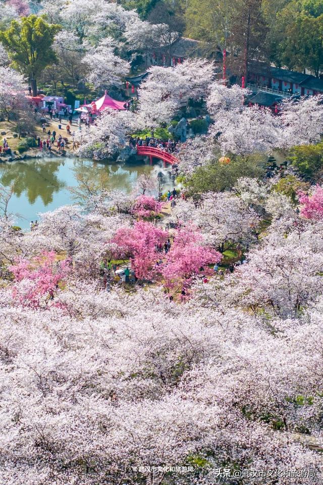 今天开园，东湖樱花园最新实拍！