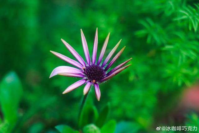 头条爆文《夫妻最好的相处：不是搭伙过日子，而是并肩闯人间》