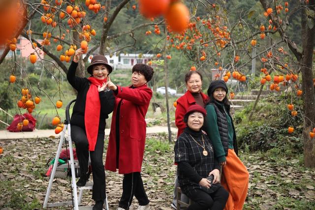 贵州黔南：初冬“柿柿”如意“柿”景醉游人