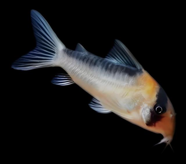 养鱼老司机私藏！手把手教你给七彩神仙鱼找“好室友”