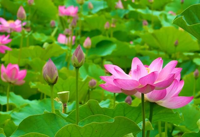 荷你相约晚霞湖 共赴西和乞巧约