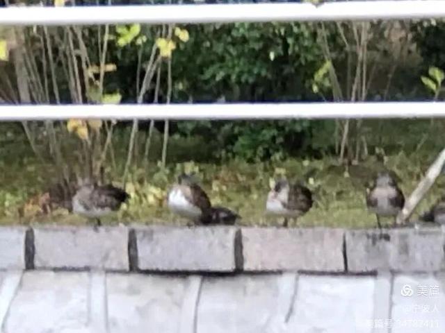 兆麟公园看鸳鸯戏水