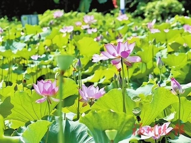 连江朱公村：“朱莲碧荷”迸发新活力