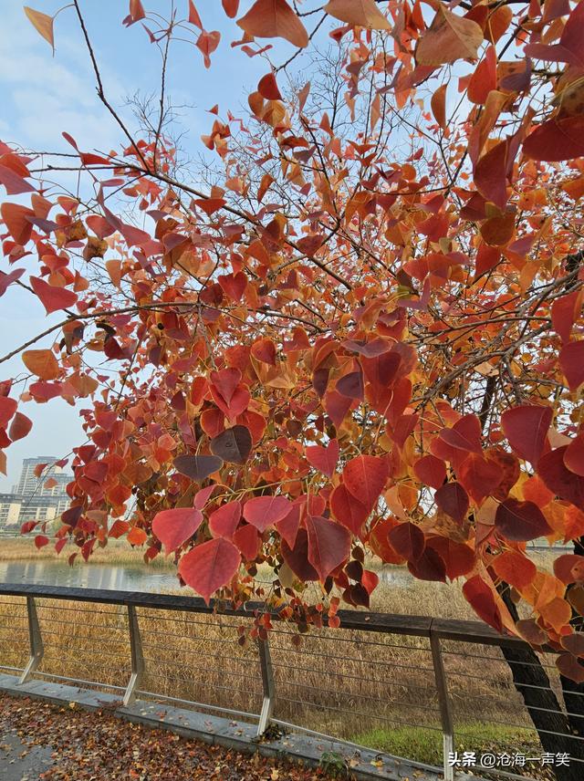 风景如画的乌桕叶，一世情缘，美不胜收，不容错过!