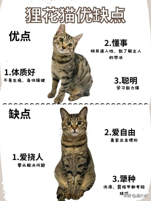 中华狸花猫深度科普：本土猫界“战神”，这些冷知识你肯定不知道
