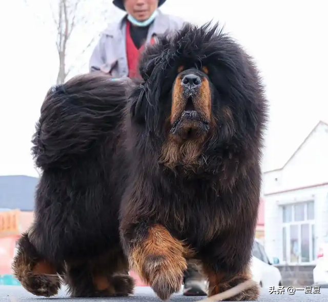 曾风靡全国的“骗局”	，却被捧上神坛炒到千万！如今白菜价没人要