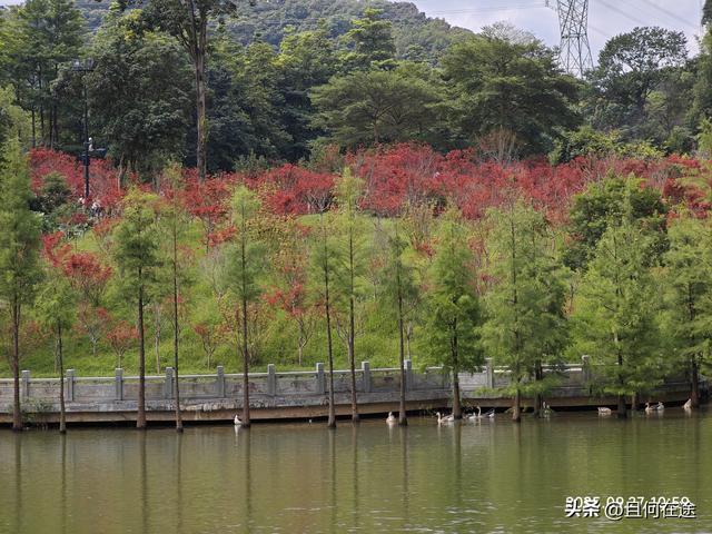帽峰⼭:山顶有广州最古老岩石，这里红叶，为何在9月就如此红艳？