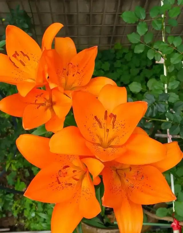 阳台院子必种！这10种花堪称传家宝＂，栽1回年年爆花