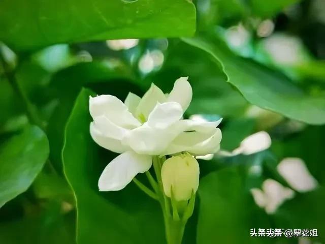 一粒沙看世界,一本书中山岛旅游居老人与旧书匠的故事。
