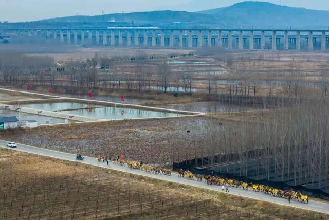 当黄河映驼影，这一刻仿佛穿越了丝路时光！