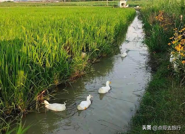 成都三元地铁又上新风景，超级惊艳，不要门票，地铁直达！