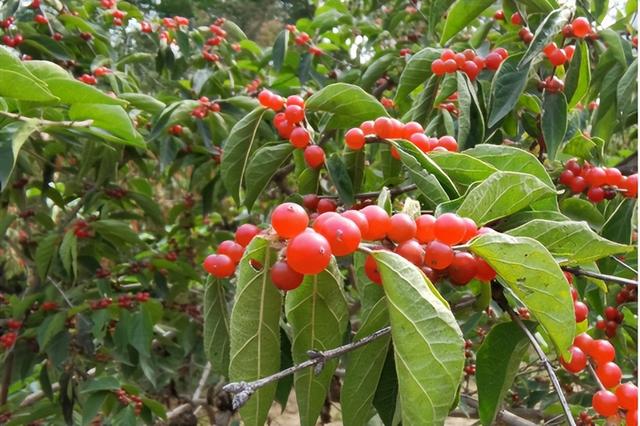 一叶知秋！2025年石家庄市城区赏秋指南来啦 这些地方别错过