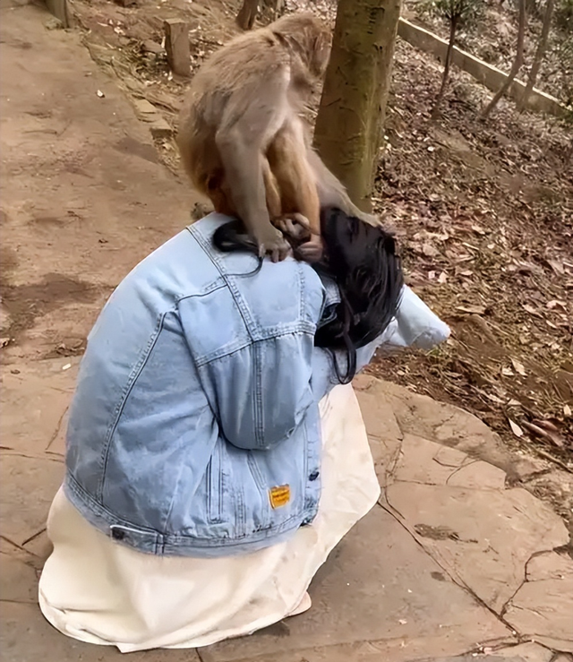 伤害1只也不行！2024年女游客徒步比赛被抓咬，十余只持续3分钟