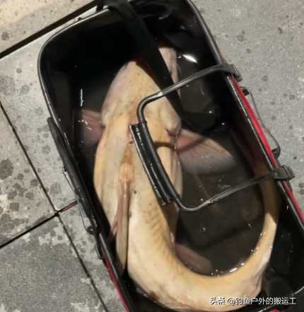 1条值0.5个W？重庆男子钓到1条近10斤淡水鱼！网友：2800元卖给我